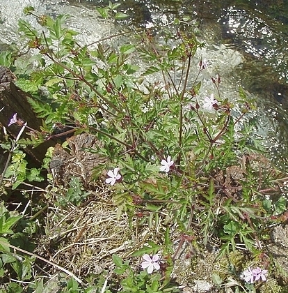 Geranium robertianum